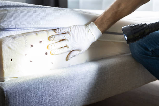 Best Pest Removal Services  in Picture Rocks, AZ