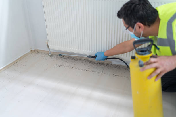 Best Flea Control Services  in Picture Rocks, AZ